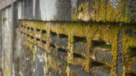 Old weathered concrete wall covered with green moss Vidéo 333965831