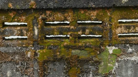 Old weathered concrete wall covered with green moss Vídeos de archivo 333965852