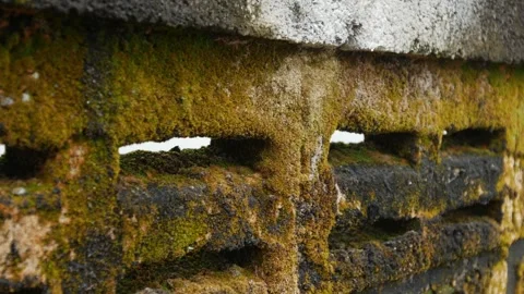Old weathered concrete wall covered with green moss Stockbeeldmateriaal 333965866