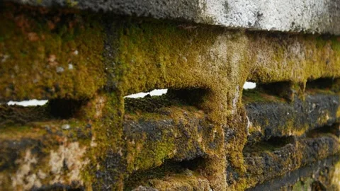 Old weathered concrete wall covered with green moss Vídeos de archivo 334413552