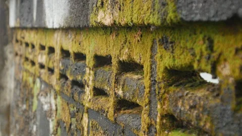 Old weathered concrete wall covered with green moss Vídeos de archivo 334413598