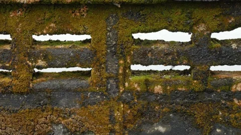 Old weathered concrete wall covered with green moss Vidéo 334790389
