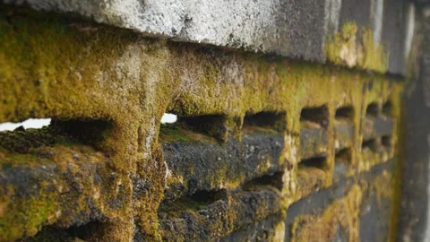 Old weathered concrete wall covered with green moss 库存影片 334790394