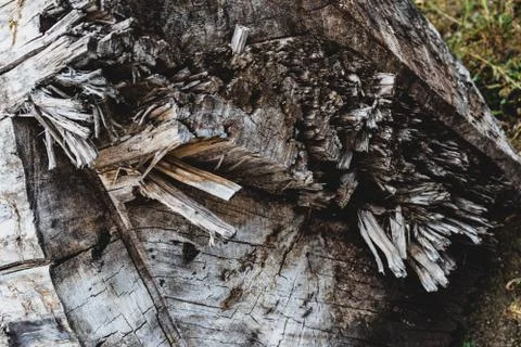 Old weathered cut split wood log cross section Stock Photos