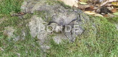 Old weathered dilapidated hardwood texture. Broken trunk in the rain forest o Stock Photos