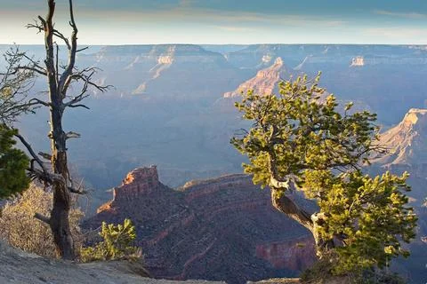 Old, weathered juniper tree in front of the Grand Canyon, Arizona, at sunset. Stock Photos