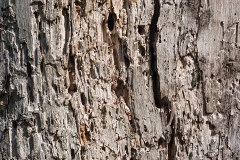 Old weathered tree background Stock Photos