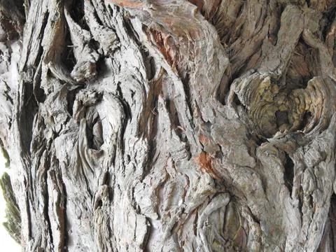 Old weathered tree bark Stock Photos