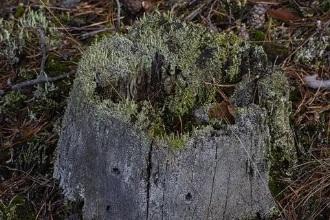 Old weathered tree stump covered in moss and lichen in a forest setting Stock Photos