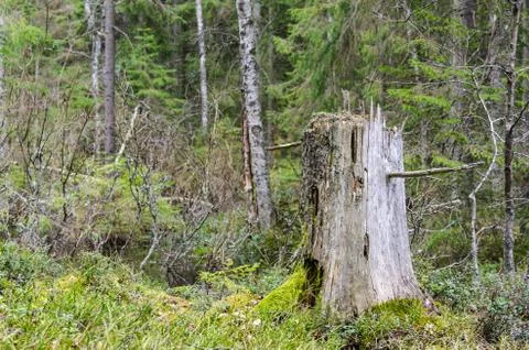 Old weathered tree stump Stock Photos