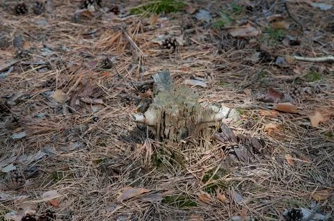 Old weathered tree stump in a pine forest Stock Photos