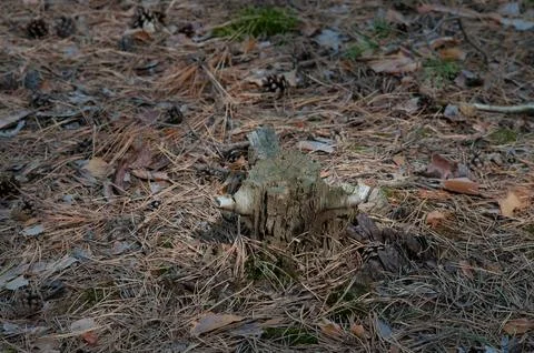 Old weathered tree stump in a pine forest Stock Photos
