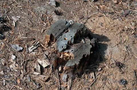 Old Weathered Tree Stump in a Pine Forest Stock Photos