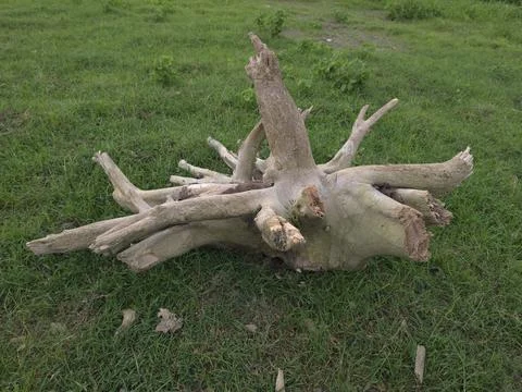 An old weathered tree stump sits isolated on a lush green grass field in natu Stock Photos