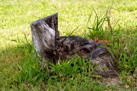 Old weathered tree stump slowly decaying among green grass Stock Photos