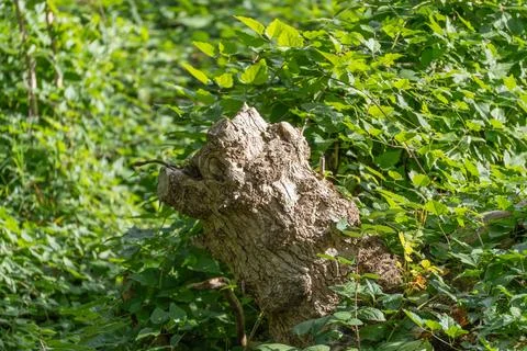Old Weathered Tree Stump Surrounded by Lush Green Woodland Plants Stock Photos