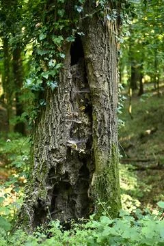 Old weathered tree trunk attacked by fungi and bugs Foto stock