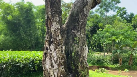 Old weathered tree trunk beside tea garden field - Sylhet, Bangladesh Stock Footage 340426989