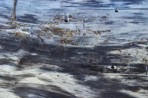 Old weathered tree trunk. Multicolor texture. Bark beetle Stock Photos