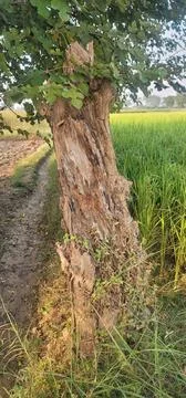 Old weathered tree trunk with peeling bark beside a rice field path Stock Photos