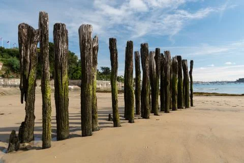 Old weathered tree trunks on the beach of Dinard Stock Photos