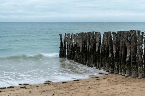 Old weathered tree trunks on the beach of Saint Malo Stock Photos