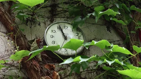 Old weathered wall clock covered by green ivy and vines frozen in time at eleven Stock Footage 312979403