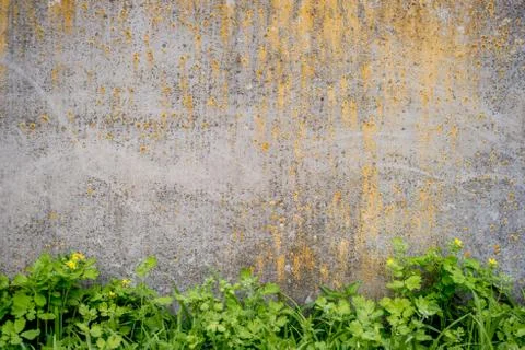 Old weathered wall gray colored with grass. Vintage texture Stock Photos