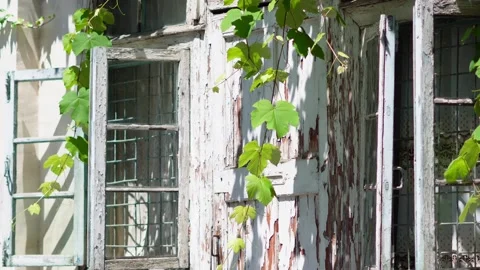 Old weathered white window frame adorned with lush climbing grapevine leaves Stock Footage 338332809