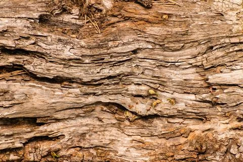 Old weathered wooden pattern creative texture of old bark. 스톡 사진