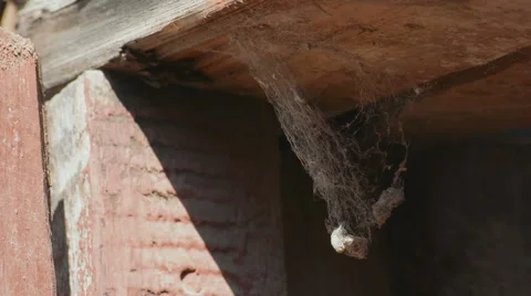 Old web in a barn Stock Footage 55632813