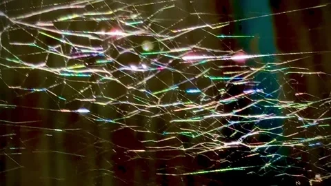 Old web spide,cobwebs cover on wall.Insect catching machine, Stock Footage 331566439