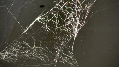 Old web spide,cobwebs cover on wall.Insect catching machine, Stock Footage 331566441