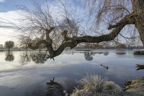 Old Weeping Willow tree branch reaching out over pond Foto stock