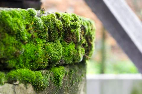 Old well with moss Stock Photos