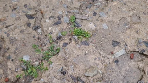 Old wet cracked concrete patch in overcast rainy weather Stock Footage 246041739