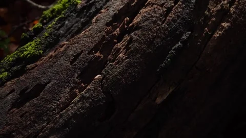 Old wet snag part of a downed tree covered with moss in the autumn forest Stock Footage 253903870