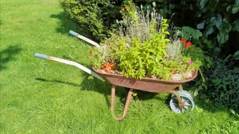 An old wheelbarrow as a flower bed. Stock Footage 284534470