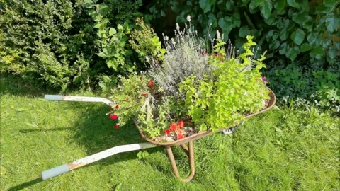 An old wheelbarrow as a flower bed. Stock Footage 284534636