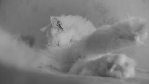 An old white Angora cat washes herself while lying on a table. Stock Footage 220347473