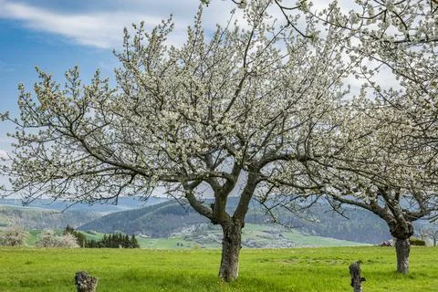 Old, white blooming cherry tree against a mountainous, rural background Stock Photos