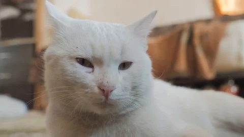 old white cat