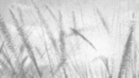 Old white concrete wall with grasses shadows - cracks - top view - background Stock Footage 138188364