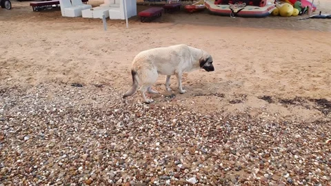 An old white dog lies down on the beach. Stock Footage 166740769