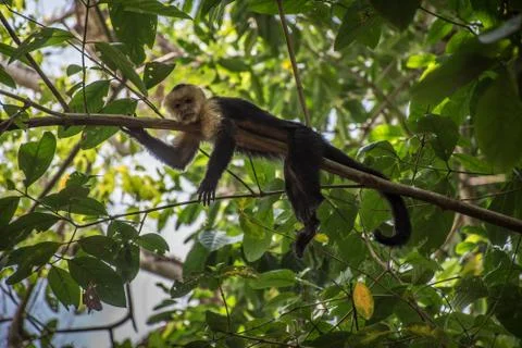 Old White-headed monkey in a tree in  Corcovado Stock Photos