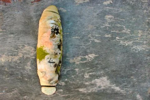 The old white mold on the bread. Spoiled food. Mold on food. Stock Photos