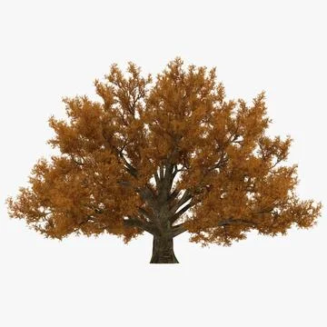 Old White Oak Autumn 3D Model