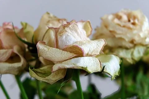 Old White Rose Stock Photos