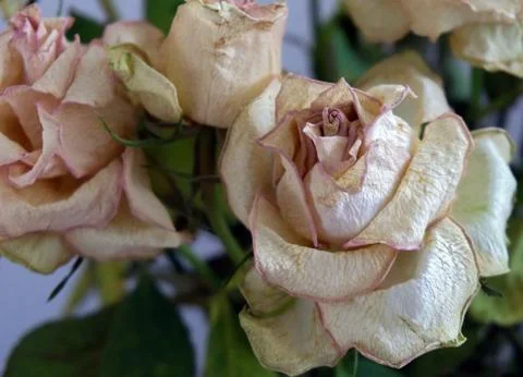 Old White Rose Stock Photos