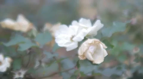 Old White Roses Blowing in the Wind Stock Footage 50445707